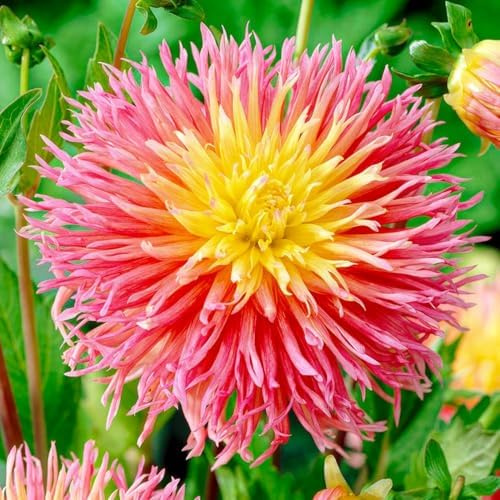 Dahlias Bulbes Cactus Rose-Jaune Collection - 5 Bulbes de Fleurs à Planter Exterieur - Plante Exterieur Jardin - Naturelle Plantes de Hollande (pas de graines, non artificielle)