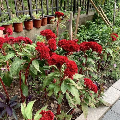 hahnenkamm kletterpflanzen winterhart schnellwachsend bonsai topf schmetterlingsflieder winterharte balkonpflanzen wildkräuter biosaatgut pflanzendeko stauden Celosia cristata - 150samen