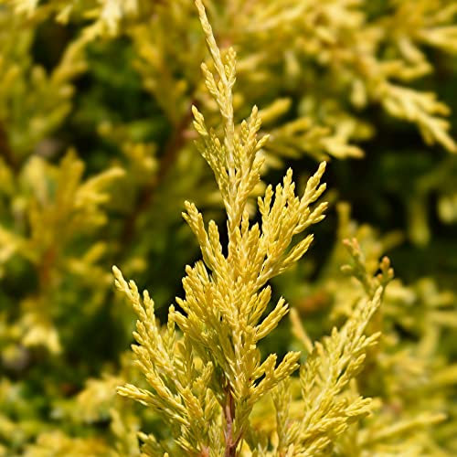 Creeping Juniper Plant Juniperus horizontalis 'Lime Glow' Evergreen Hardy Shrub Low-Maintenance Easy to Grow Your Own Garden Groundcover 3-Litre Potted Plants by Thompson and Morgan (3 Litre Pot)