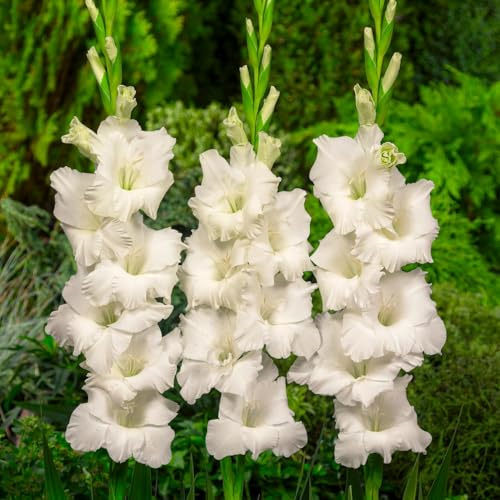 Gladiolen Zwiebeln - Weiß - 10 Blumenzwiebeln - Für Garten und Töpfe - Echte Blumen und Pflanzen aus Holland (kein Samen, nicht künstlich)