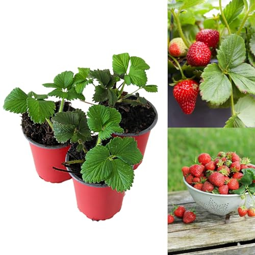 Carbeth Plants - Strawberry Flamenco Fruit Plants - Hardy Garden Bushes in 9cm Pots - Grow Your Own (12)
