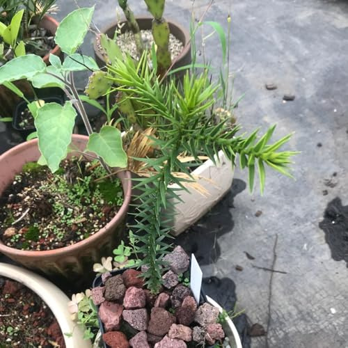 araucaria araucana - grünpflanzen baumsamen bonsaibaum exotische zimmerpflanzen kräuterpflanzen gewächshaus balkon kräutergarten stauden winterhart mehrjährig kübelpflanzen winterhart 30samen