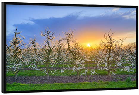 artboxONE Poster mit schwarzem Rahmen 30x20 cm Natur Blühende Apfelbäume im Frühling - Bild apfelbäume