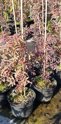 Pistacia atlantica (De semis) / Pistachier de l'Atlas/Conteneur de 3 à 4 litres/Fruitier