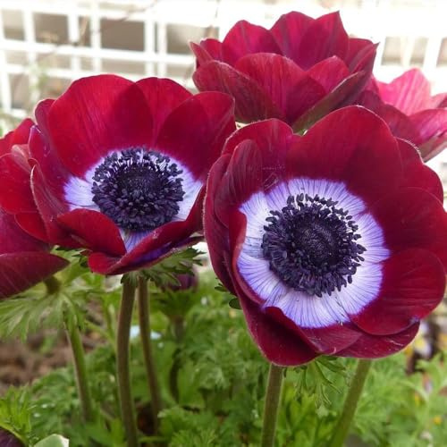 semi di anemone giardino di interni primavera decorativi semi perenni interni esotici selvaggio foglie perenne balcone 400pcs