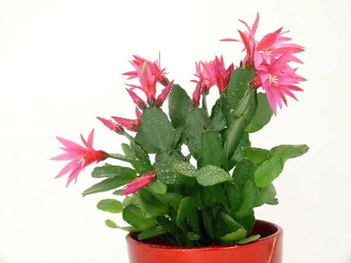 Cactus de Navidad - Planta Perfecta para Principiantes: Solo Necesita Poca Agua y Luz