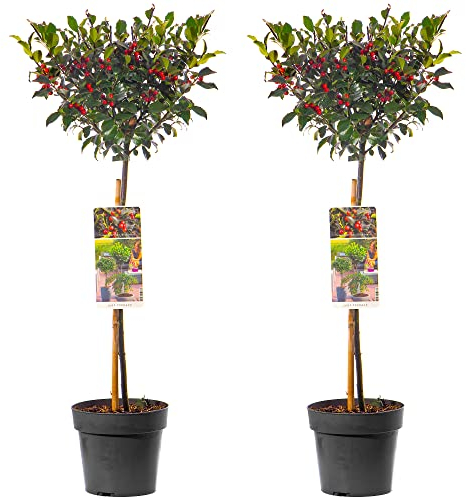 Árbol de Acebo Estándar - Paquete de 2 | Lollipop Siempreverde Resistente | Para Patio, Jardín