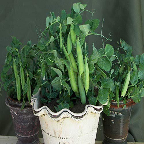 Patio Pea - Tom Thumb Half Pint 20 Seeds
