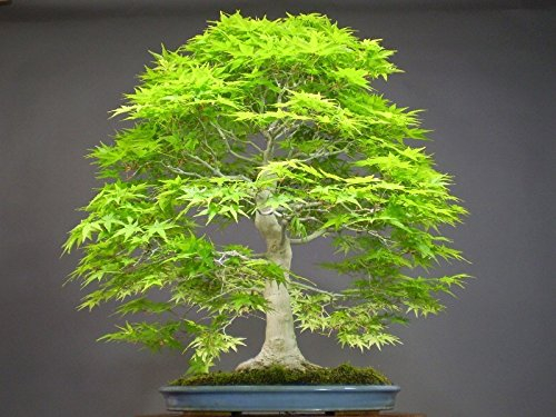 Seeds (DRF * *) agramsero Seeds 50 pcs agramsa Redwood Forest Bonsai Seeds - metasequoia glyptostroboides - Grow its Bonsai kit