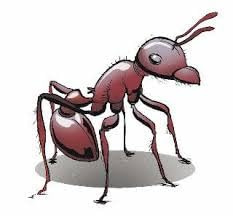 50 Live Harvester Ants to Replenish Your ant Farms.