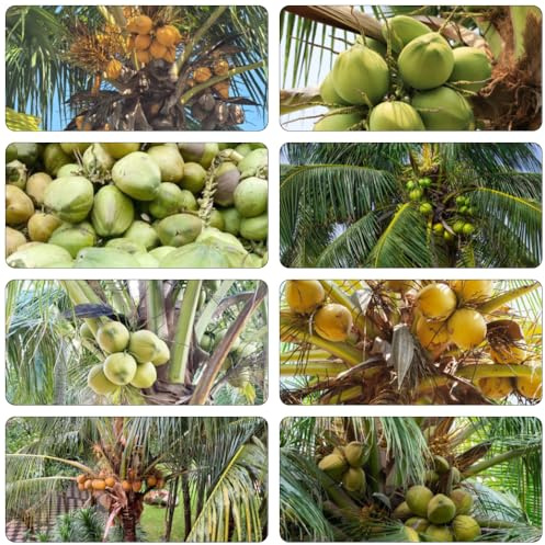 palma da cocco - Cocos nucifera comprare bonsáis giardino di verdi semi interni esotici semi giardino perenni resistenti 20pz