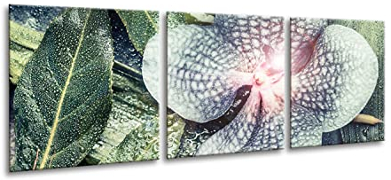 artissimo, Glasbild mehrteilig XXL, 3-teilig ca.150x50cm, AG4023A, Tropical Blossom, Orchidee, Bild aus Glas, moderne Wanddekoration aus Glas, Wandbild Wohnzimmer modern