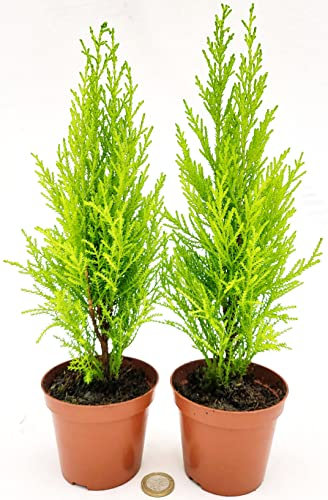 POWERS TO FLOWERS - CIPRESSO WILMA 2 PIANTE, Vaso 9 cm diametro, piante vere