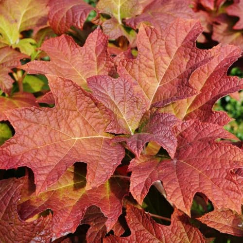 Hydrangea quercifolia 'Jetstream' - Hardy Shrub with Large Conical Flowers and Fiery Autumn Colour – 1x 10 Litre Potted Plants by Thompson & Morgan