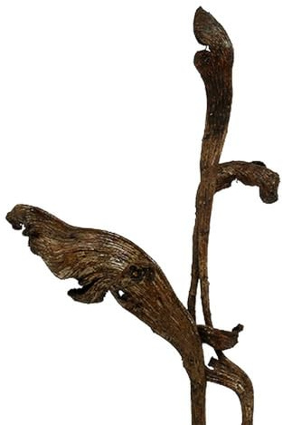 Natraj Geweihholz Mix Naturdeko 10 St exotisches Trockenholz für Festliche Dekoration