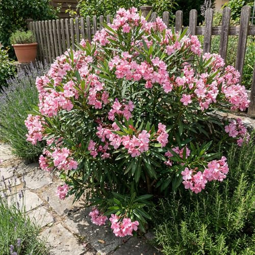 Bloomique - Oleander (Nerium oleander) - Rosa Blüten - Gartenpflanzen - Terrassenpflanzen - Höhe 80-100 cm - Topfgröße: 26 cm