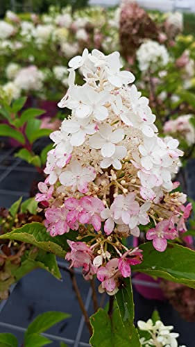 Hydrangea paniculata Vanille Fraise® 'Renhy' / Hortensia paniculé Vanille Fraise® 'Renhy' / Conteneur de 7 à 10 litres
