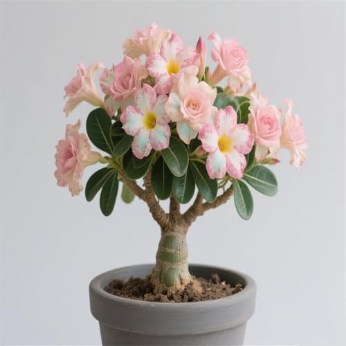 [Vnuhgzs] Rosa del desierto perenne resistente al frío/una nueva favorita de interior/florece de forma continua y sorprendente-1 Rizoma-I