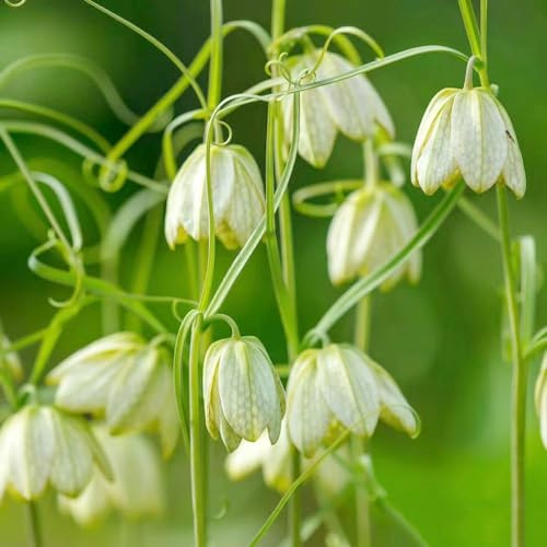 Fritillarie imperiali decorazioni giardino per esterni rari primaverili, lungo periodo di Coltivare giardino su un balcone interno e articoli 8bulbi
