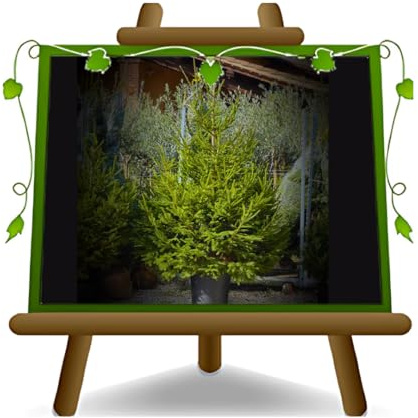EURO PLANTS VIVAI Árbol de Navidad verdaderas Plantas 100% Italianas Abeto Rojo Alturas: 160~200 cm