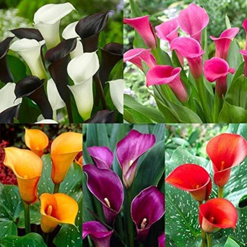 Calla Lily Bulbs,Garden Flowers,Calla Lily Bulbs for Planting Now UK,Plant Bulbs,Hardy Perennial,Wedding Flowers,Cut Flowers,Strong Plants That Grow Well-2bulbs-A