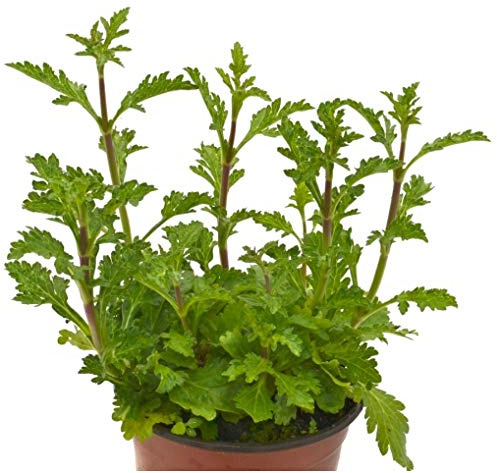 Verbena Natural 10cm Planta de Uso Medicinal Verbena Officinalis