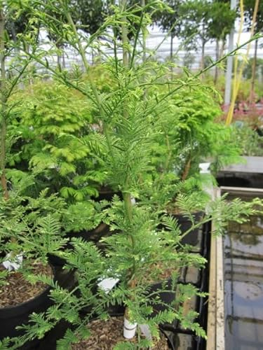 Urweltmammutbaum Little Creamy - Chinesisches Rotholz - Metasequoia glyptostroboides Little Creamy