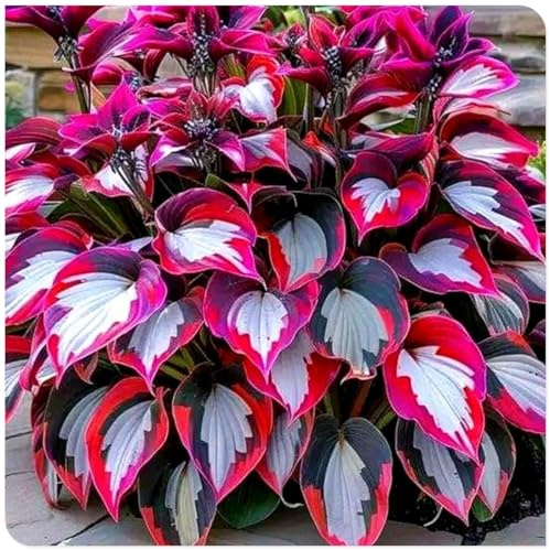 Rhizome hosta/Bulbi di hosta perenni-Profumati/Facili da curare/Giardini/Balconi-15 Rhizome-H