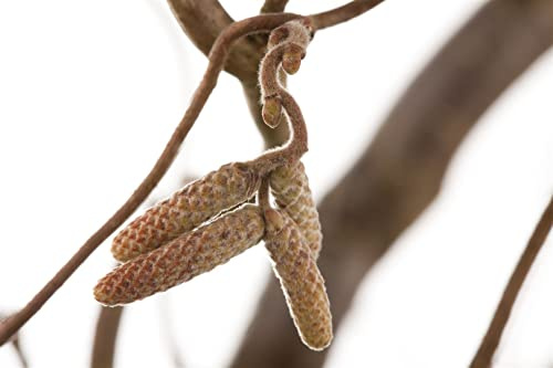 Corylus avellana 'Contorta' 80 cm Stammhöhe – Winterhart, Mehrjährig, Pflegeleicht – Korkenzieherhasel – Solitärgehölz für Garten & Kübel