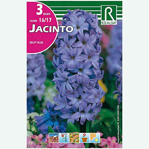 BULBO JACINTO DELFT BLUE AZUL - 3 UD