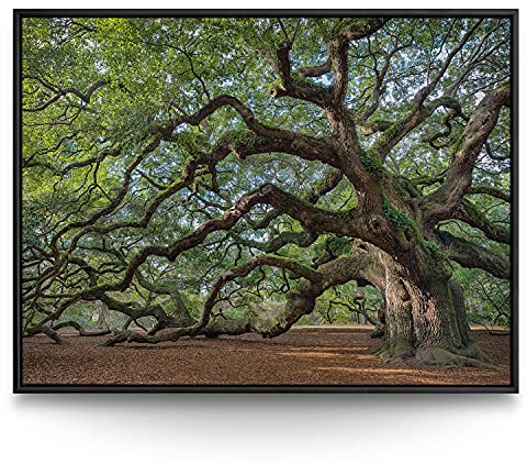 BilderKing Wandbild Baum Alte Eiche - 160cm x 120cm Leinwand auf 2cm Keilrahmen mit Schattenfugenrahmen schwarz