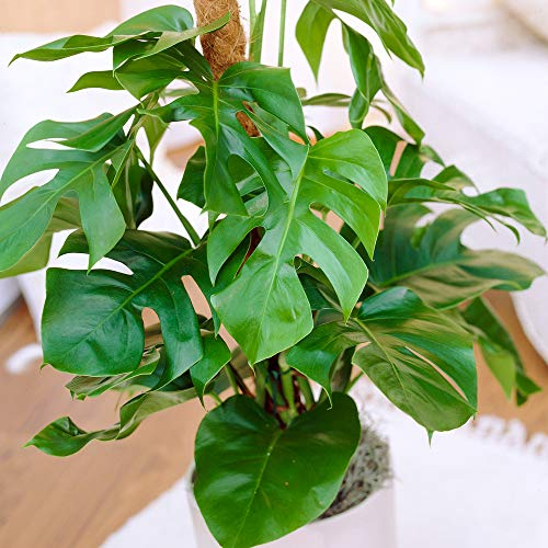 Monstera Deliciosa Pflanze Fensterblatt | Ideal fürs Zuhause oder das Büro | 40-50cm mit Topf
