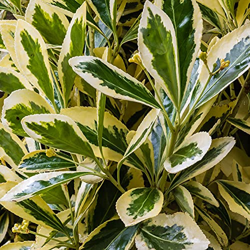 Euonymus japonicus Bravo - Fusain du Japon | Arbuste persistant en pot pour jardin.