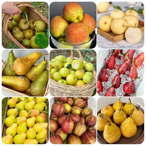 birnenbaum - obstbaum steingartenpflanzen winterhart birnenbaum, säulenobstbäume exotische winterhart säulenobst balkonpflanzen 100samen