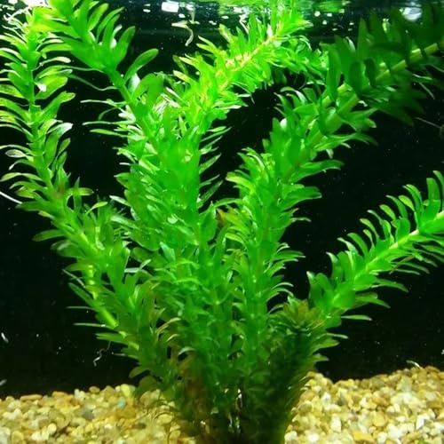 semi di acquatiche, d'acquario, stagno, acquario di regali per gli amanti 200pcs
