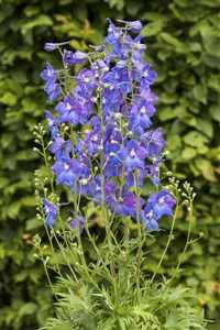 Delphinium x belladonna 'Piccolo' Topf – Winterhart, Mehrjährig – Garten-Rittersporn – Beetstaude für Garten & Blumenbeet