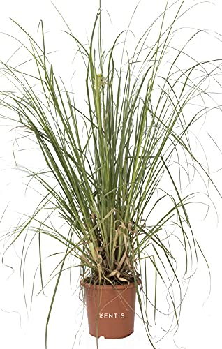 KENTIS - Cortaderia Selloana - Herbe de la Pampa - Plantes Naturelles d'Extérieur - H 80-100 cm Pot Ø 24 cm