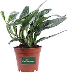 Pianta di Philodendron Cobra Pianta di Filodendro Cobra pianta da interno pianta rampicante pianta vera di Flidendro pianta ornamentale di Philodendron venduta da eGarden.store (Vaso 17 cm)