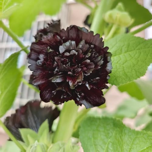 semi di malvarosa decorazione da giardino per esterni, tappeto to malvarosa semi biologici aiuola resistenti per il giardino da aiuola rialzata 300pcs