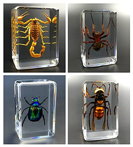 Harzes Insektenprobe Transparenten Insekten Sammlung Proben, Natürliche Probe Harz Cfraft Reise Geschenk für Haus Dekorationen