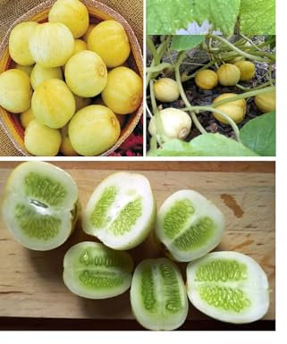 Crystal Lemon Cucumber Seeds 20+ Non GMO Sweet Taste
