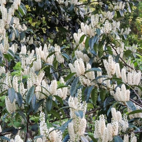 semi di alloro ciliegia, esterno Giardino esotiche balcone decorative 10pcs