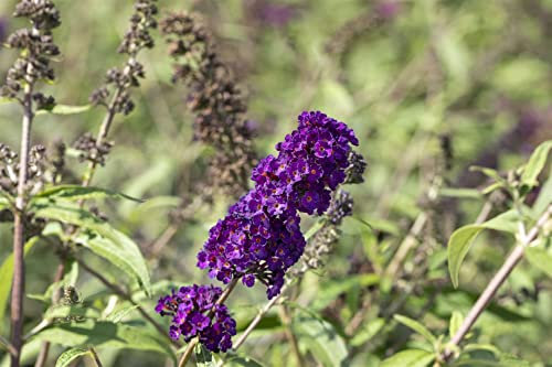 Buddleja davidii 'Black Knight' 40-60 cm – Winterhart, Mehrjährig, Pflegeleicht – Schmetterlingsflieder – Zierstrauch für Garten & Beet