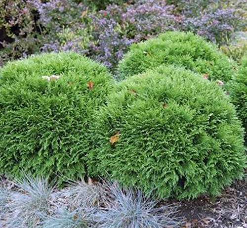 Bubikopf Lebensbaum Mr Bowling Ball 20-25cm - Thuja occidentalis - lebende Gartenpflanze aus den Baumschulen