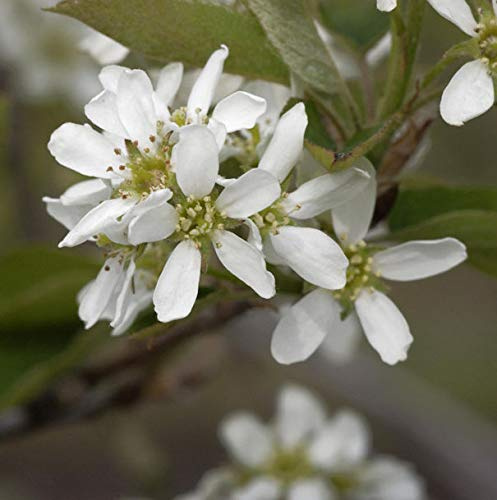 Echte Felsenbirne 60-80cm - Amelanchier rotundifolia - lebende Gartenpflanze aus den Baumschulen