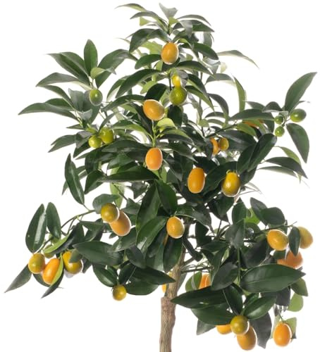 Naranjo Enano Natural Cultiva Kumquats Orgánicos en la Comodidad de tu Hogar