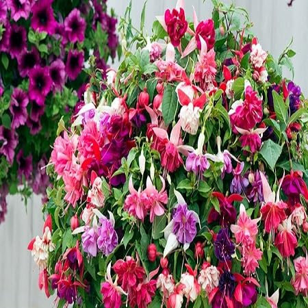 100pcs graines de fleurs fuchsia mélangées