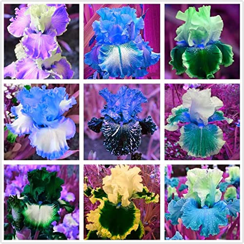 Bulbo di iris decorazione da giardino iris barbuto perenne-20 Bulbis,E:Graines