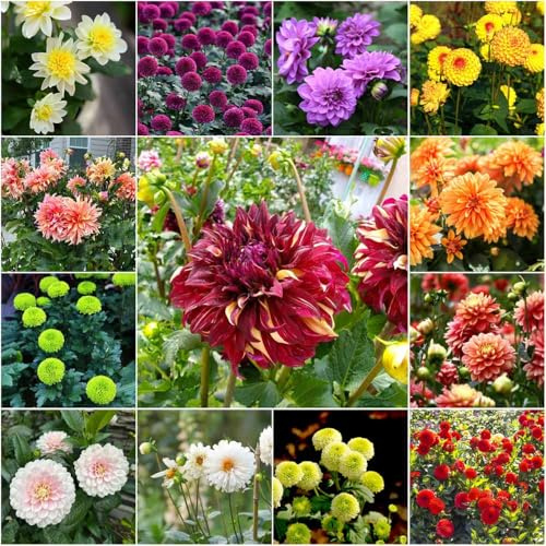 semi di dalia resistenti - giardino di semi prato perenne resistenti, balcone all'aperto 300pcs