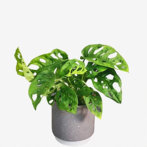 Monkey Leaf (Monstera Adansonii) – Unique Indoor Houseplant for Home & Office – Air-Purifying & Easy to Care For